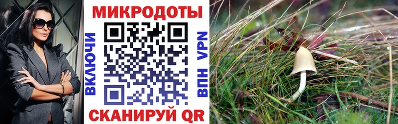 Галлюциногенные грибы Psilocybe Нефтекамск
